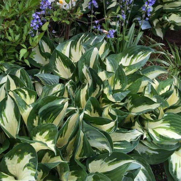 Hosta Fire & Ice