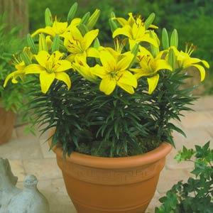 Lily Asiatic Pixie Butter