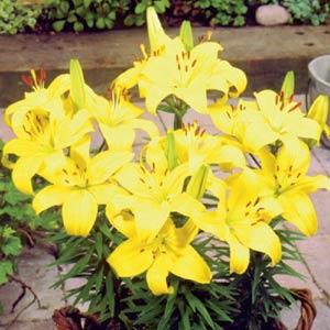 Lily Asiatic Pixie Bright