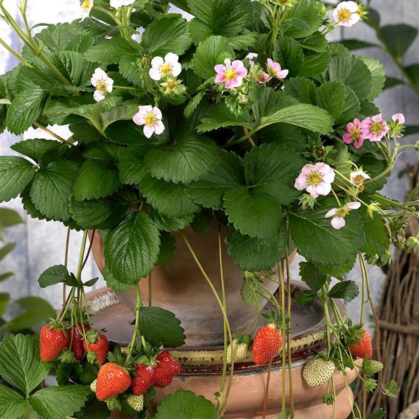 Berri Basket™ Appleblossom Strawberry - Bloom