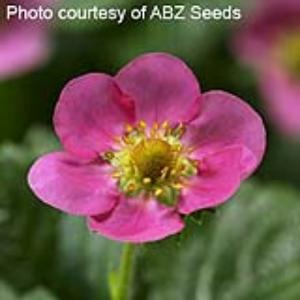 Berri Basket™ Hot Pink Strawberry - Bloom