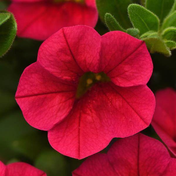 Conga™ Red Calibrachoa - Bloom