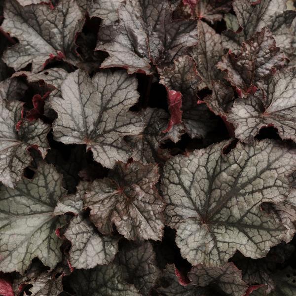 Heuchera Carnival Plum Crazy - Bloom