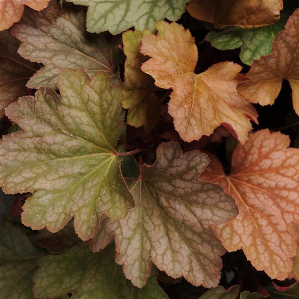 Heuchera Carnival Watermelon - Bloom