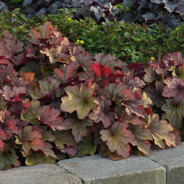 Heuchera Carnival Watermelon - Landscape
