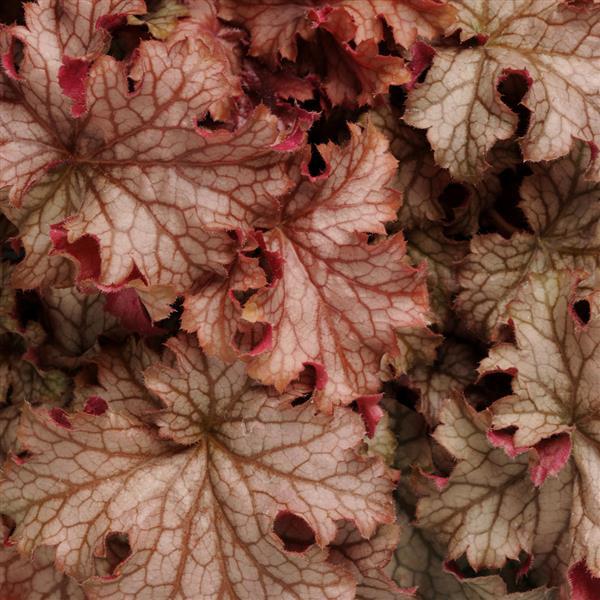 Heuchera Carnival Peach Parfait - Bloom