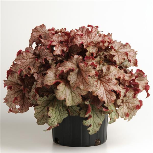 Heuchera Carnival Peach Parfait - Container