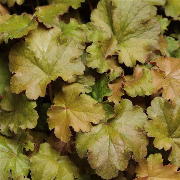 Heuchera Carnival Coffee Bean - Bloom
