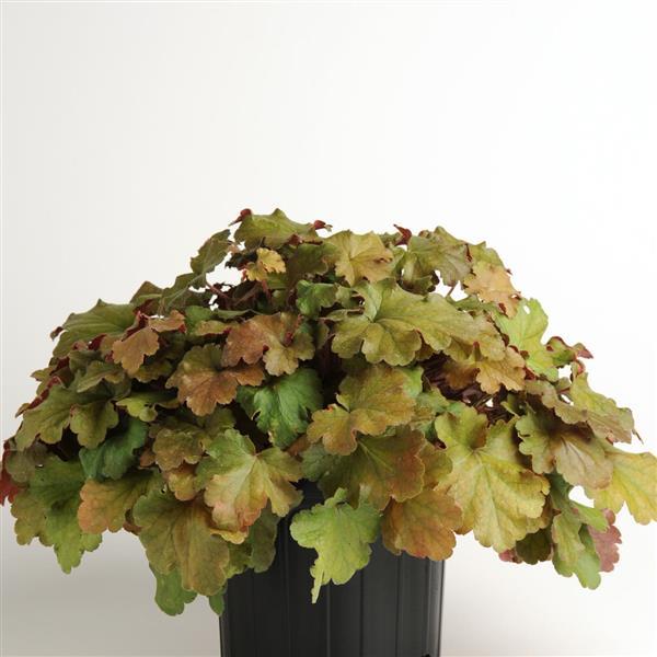 Heuchera Carnival Coffee Bean - Container