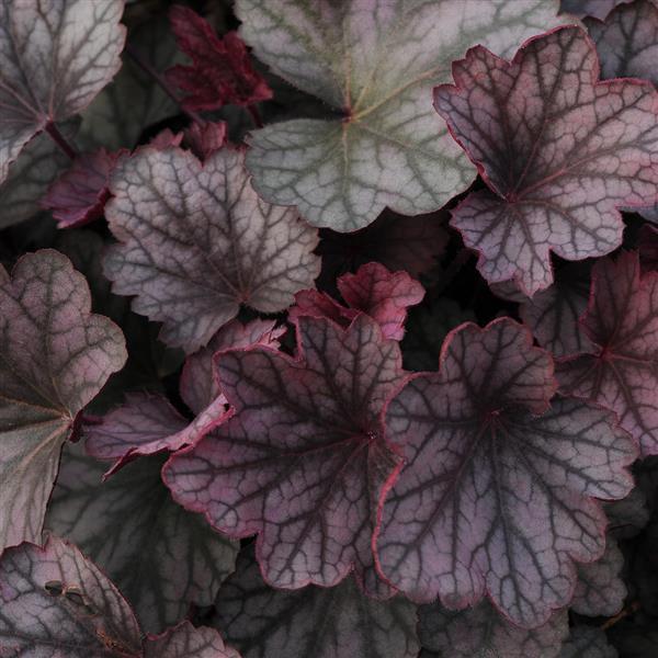 Heuchera Carnival Rose Granita - Bloom