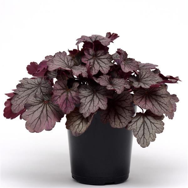 Heuchera Carnival Rose Granita - Container