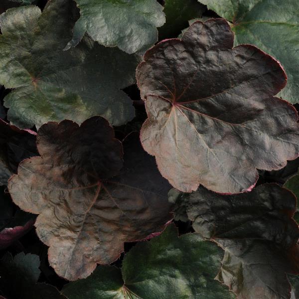 Heuchera Carnival Black Olive - Bloom