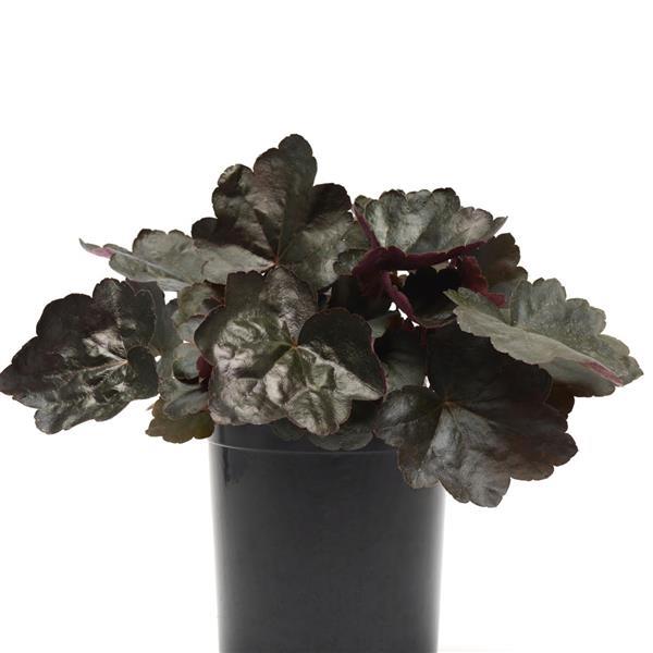 Heuchera Carnival Black Olive - Container