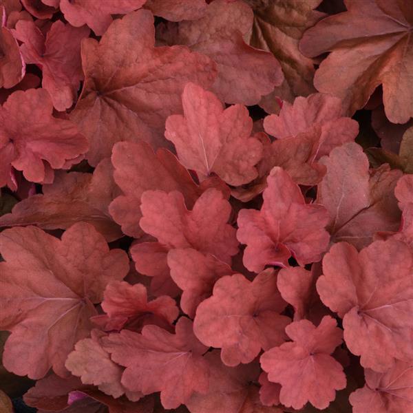 Heuchera Carnival Cinnamon Stick - Bloom