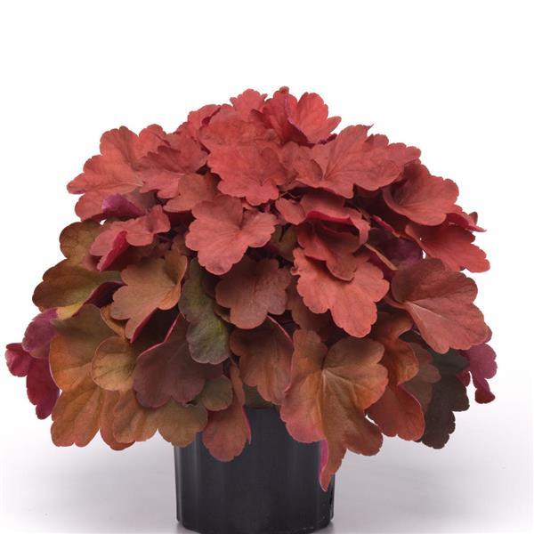 Heuchera Carnival Cinnamon Stick - Container