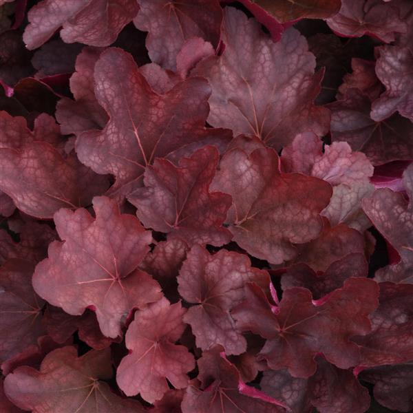 Heuchera Carnival Burgundy Blast - Bloom