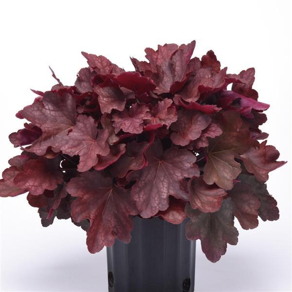 Heuchera Carnival Burgundy Blast - Container
