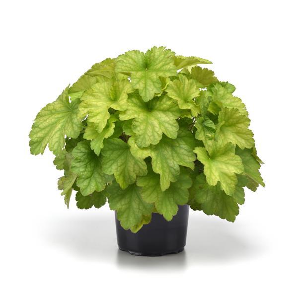 Heuchera Carnival Lime Zest - Container