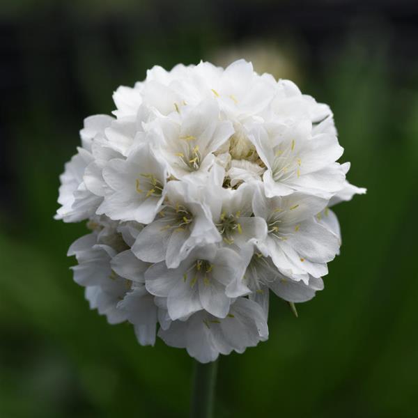 Armeria Dreameria® Dream Clouds - Bloom
