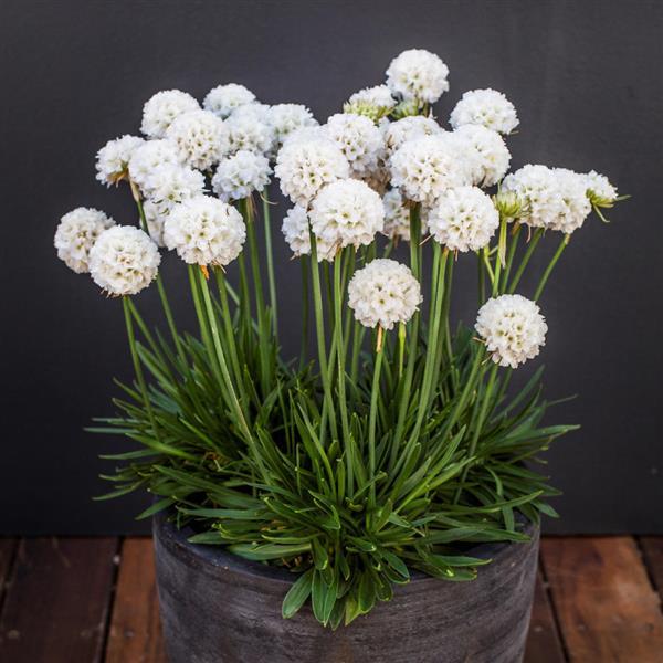 Armeria Dreameria® Dream Clouds - Container