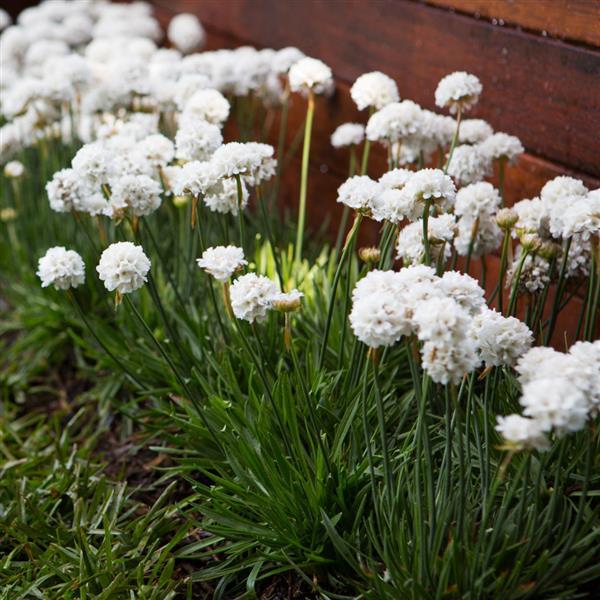 Armeria Dreameria® Dream Clouds - Landscape