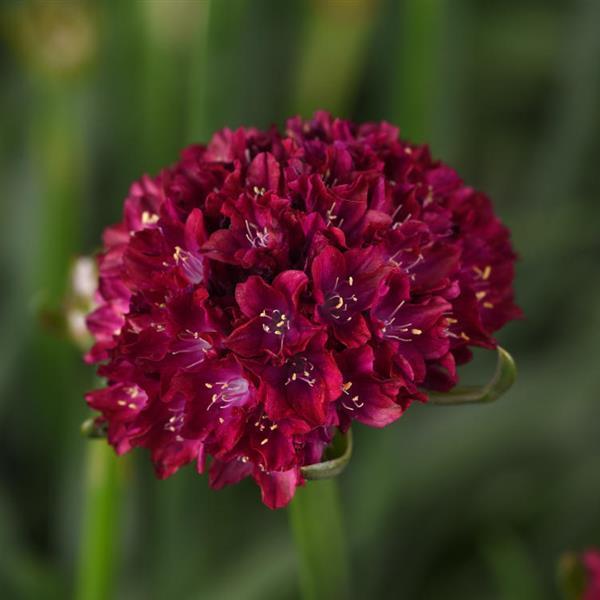 Armeria Dreameria® Hypnotic Dreams - Bloom