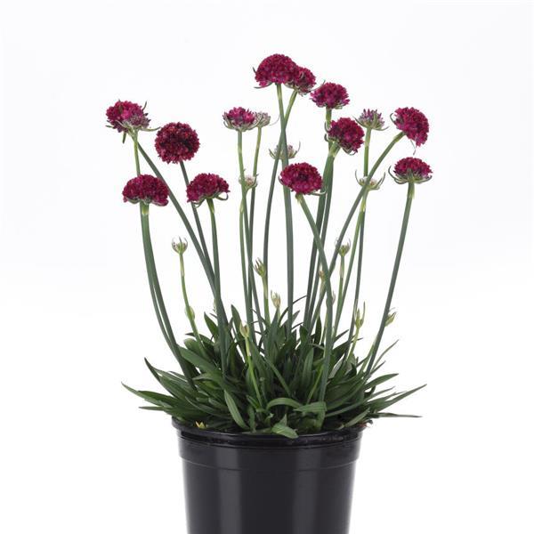 Armeria Dreameria® Hypnotic Dreams - Container