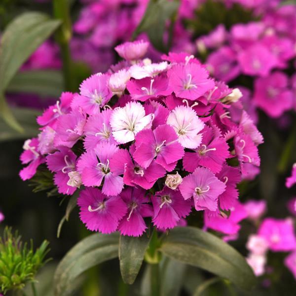 Amazon™ Purple Magic Dianthus - Bloom