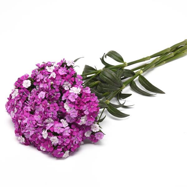 Amazon™ Purple Magic Dianthus - Grower Bunch