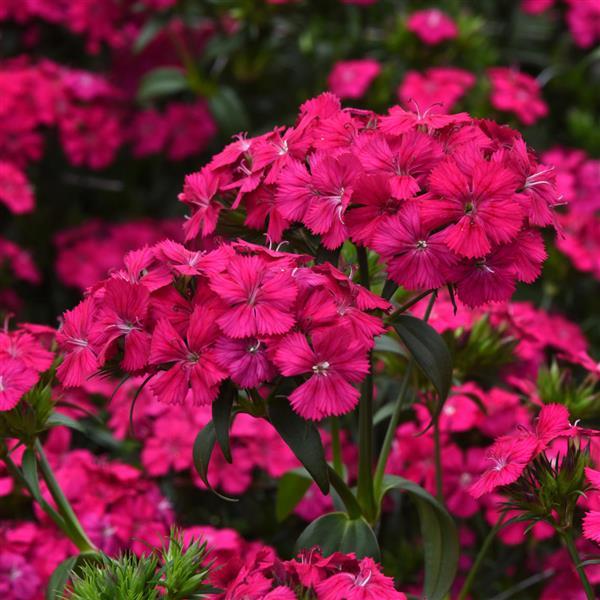 Amazon™ Neon Cherry Dianthus - Bloom