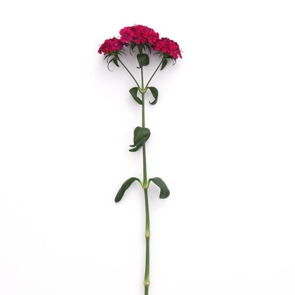 Amazon™ Neon Cherry Dianthus - Single Stem, White Background