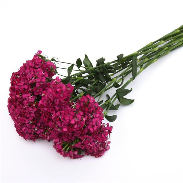 Amazon™ Neon Cherry Dianthus - Grower Bunch
