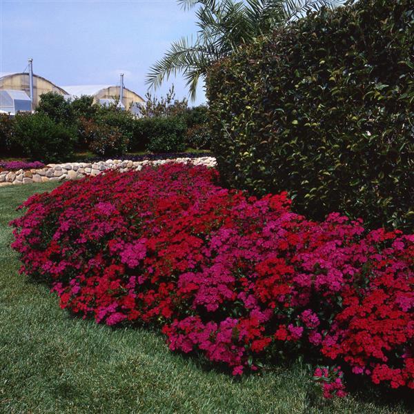 Amazon™ Neon Cherry Dianthus - Landscape