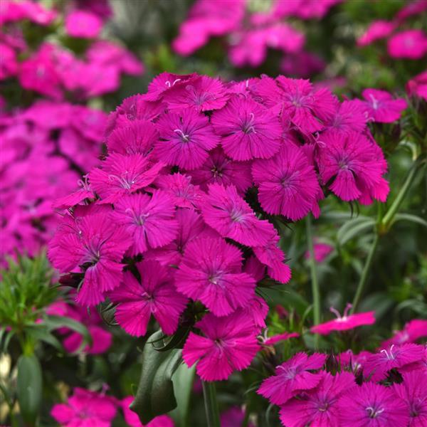Amazon™ Neon Purple Dianthus - Bloom