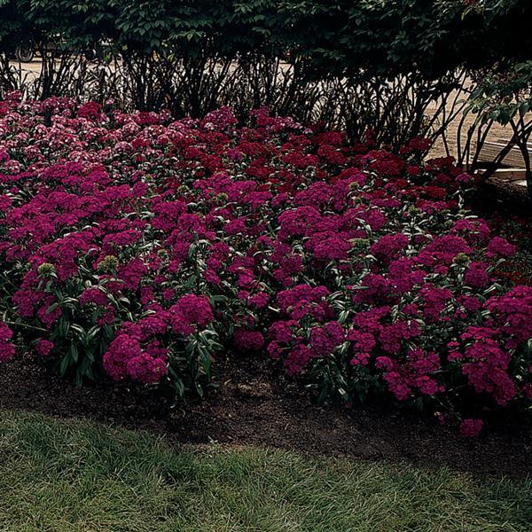 Amazon™ Neon Purple Dianthus - Commercial Landscape 1