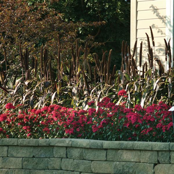 Amazon™ Neon Purple Dianthus - Commercial Landscape 2