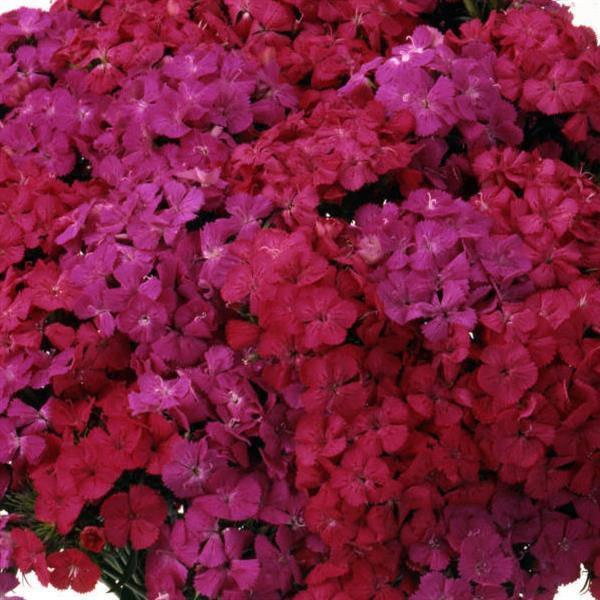 Amazon™ Neon Duo Dianthus - Bloom
