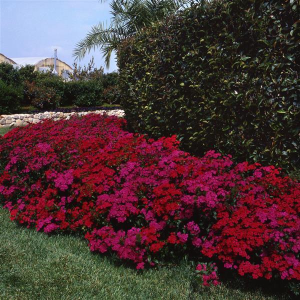 Amazon™ Neon Duo Dianthus - Commercial Landscape 1