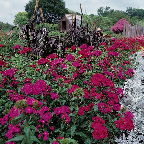 Amazon™ Neon Duo Dianthus - Commercial Landscape 2