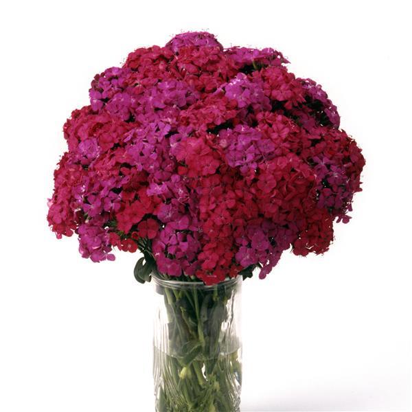 Amazon™ Neon Duo Dianthus - Cutflower