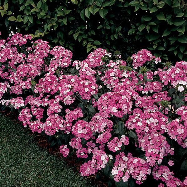 Amazon™ Rose Magic Dianthus - Landscape