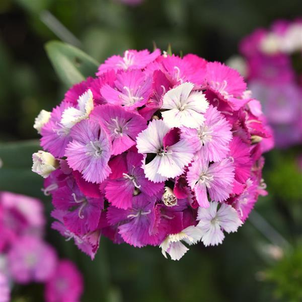 Amazon™ Lavender Magic Dianthus - Bloom