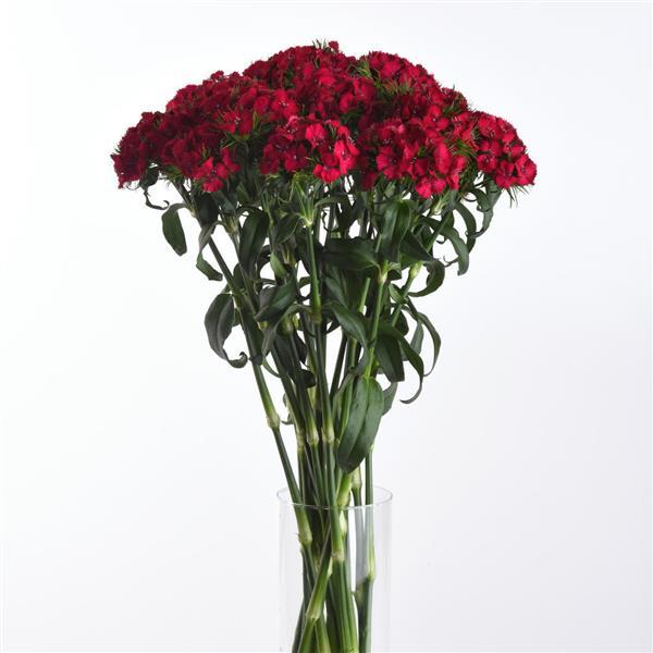 Sweet™ Cherry Dianthus - Mono Vase, White Background