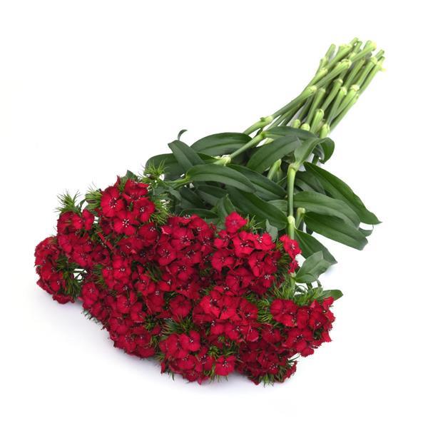 Sweet™ Cherry Dianthus - Grower Bunch
