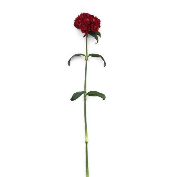 Sweet™ Red Dianthus - Single Stem, White Background