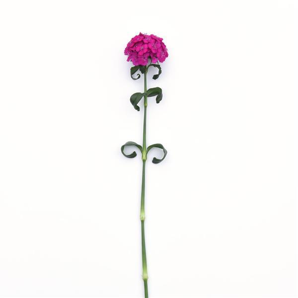 Sweet™ Neon Purple Dianthus - Single Stem, White Background