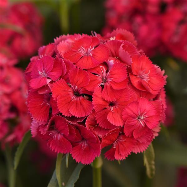 Sweet™ Dusty Flamingo Dianthus - Bloom