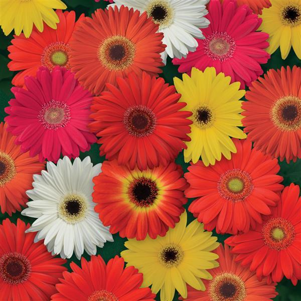 ColorBloom™ Mixture Gerbera - Bloom