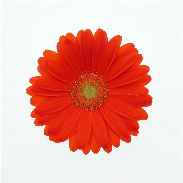 ColorBloom™ Orange with Light Eye Gerbera - Bloom