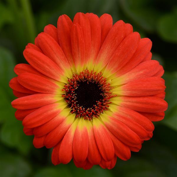 ColorBloom™ Bicolor Orange Yellow Gerbera - Bloom
